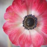 anemone wedding flowers red white black  full 160x160 - Τα λουλούδια στο γάμο: Εμπνευστείτε από την ανεμώνη