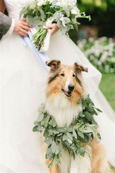 skili sto gamo 10 - Πως θα συμμετέχει το σκυλί σας στο γάμο σας