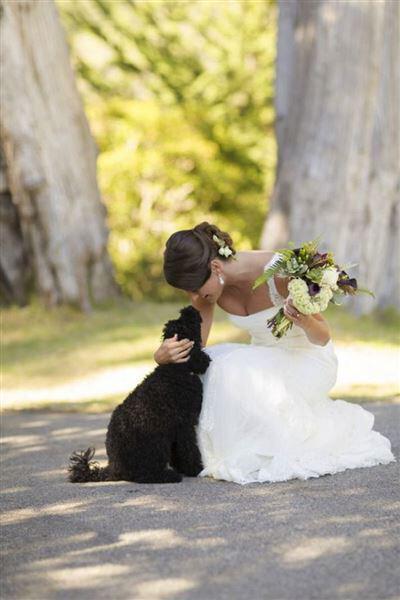skili sto gamo 4 - Πως θα συμμετέχει το σκυλί σας στο γάμο σας