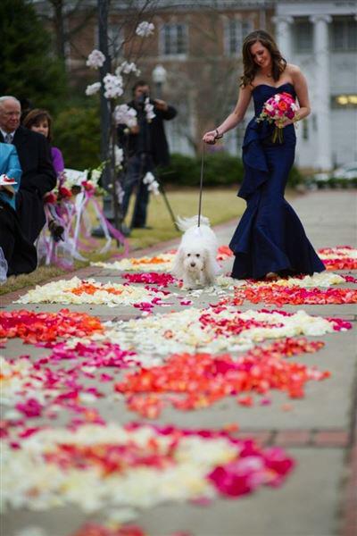 skili sto gamo 7 - Πως θα συμμετέχει το σκυλί σας στο γάμο σας