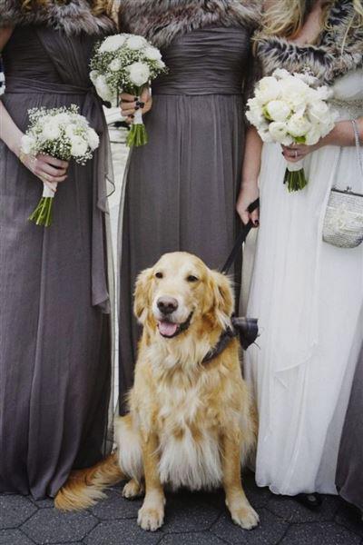 skili sto gamo 9 - Πως θα συμμετέχει το σκυλί σας στο γάμο σας